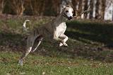 WHIPPET 403